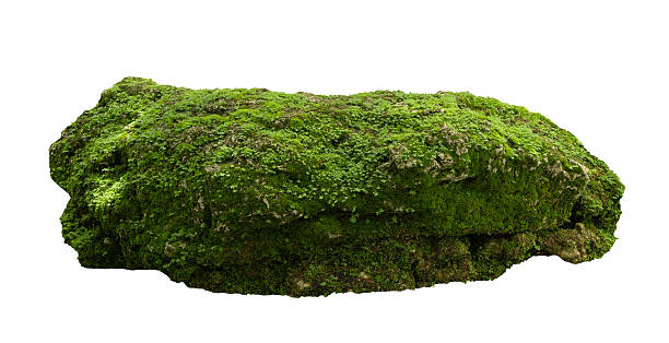 High-resolution image of lush green moss growing on a natural rock. This vibrant, organic texture showcases various moss species and tiny plants, making it perfect for use in landscaping designs.