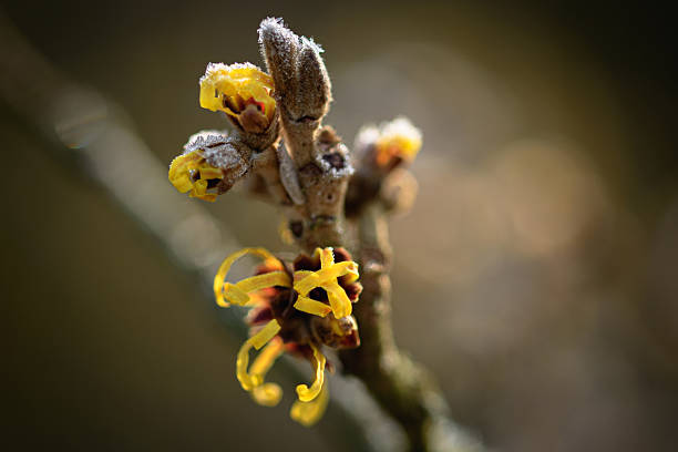 Plants covered with frost in the dark