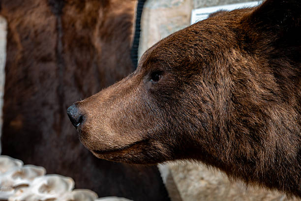 Brown bear taxidermy in rustic interior.