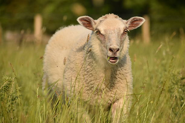 istock Young white Shetland lamb in a sunny field. 2225212410