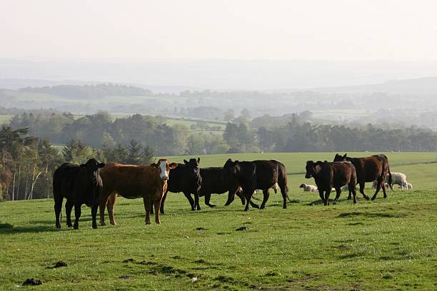 istock Group of black cows standing in a field 2225214260