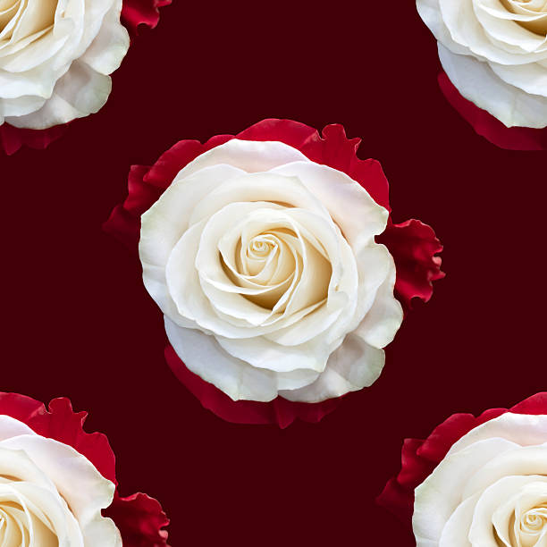 Beautiful white rose flowers. Blooming roses seamless pattern. Floral natural background.
