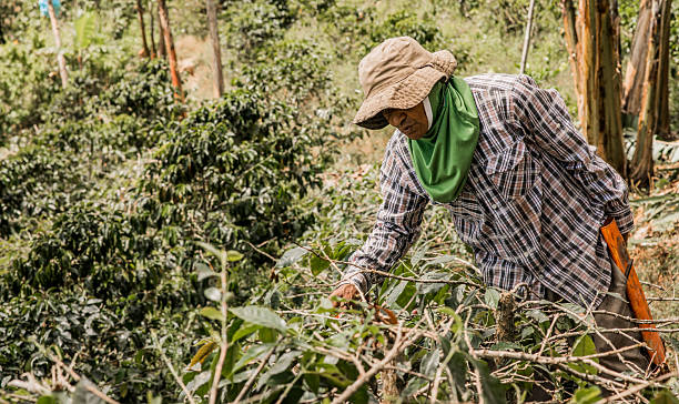 istock Peasant man inspecting coffee tree branches in rural mountain farm. 2225216102