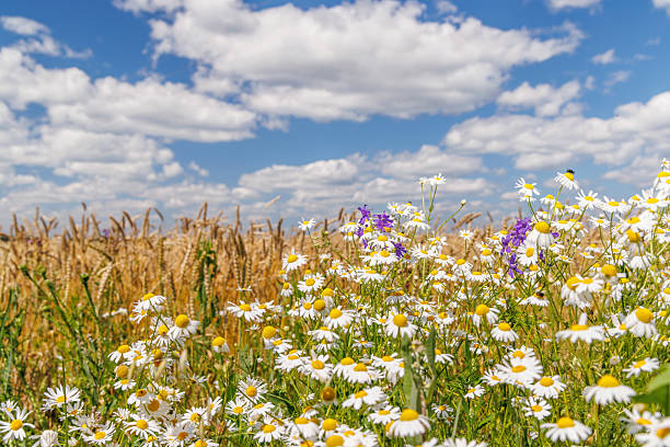 istock Blossom-filled field under a sunny summer sky 2225216143