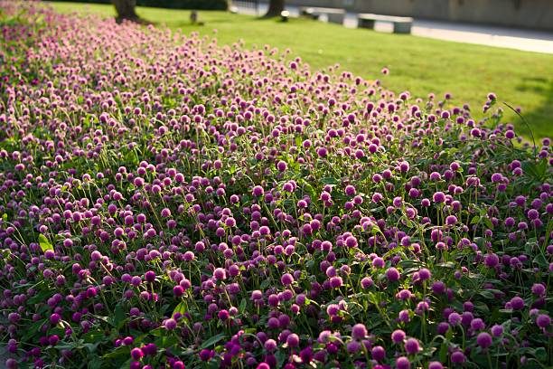 istock Flowers in the city park 2225216539