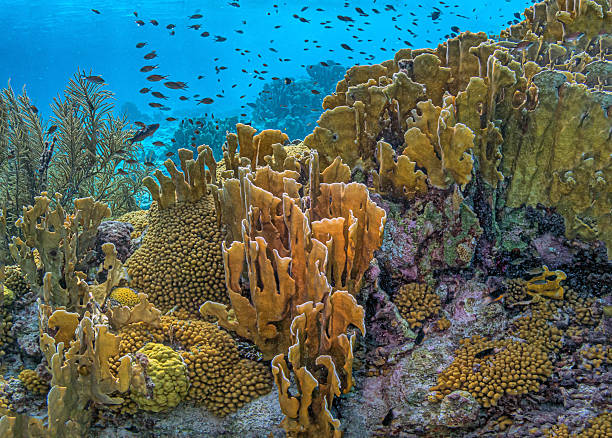 istock Caribbean coral garden 2225217026