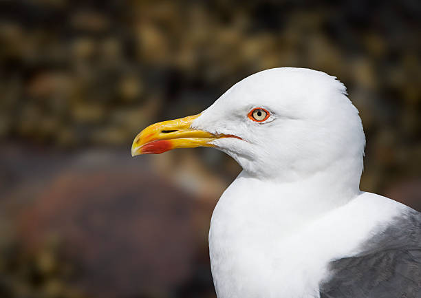 A Herring Gull on the shore at Seahouses, Northumberland.