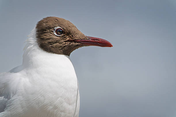 seagull on a blurred background in Venice