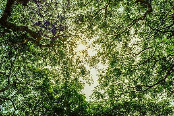 Bottom-up view green mangrove forest canopy. Natural carbon sink fight climate change. Sustainability in carbon-neutral ecosystems.