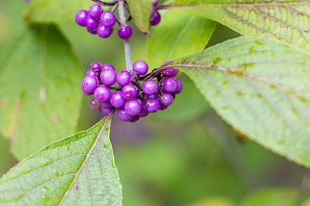 Callicarpa bodinieri purple berries in winter