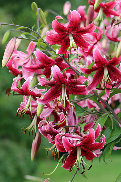 istock Pink lily flowers in close up 2225222887
