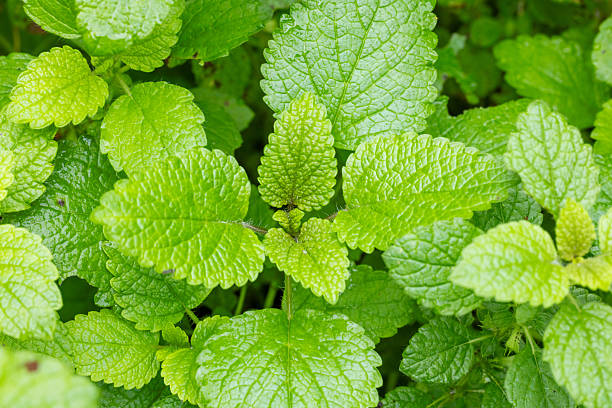 istock Lemon balm, common balm or balm mint on garden 2225223300