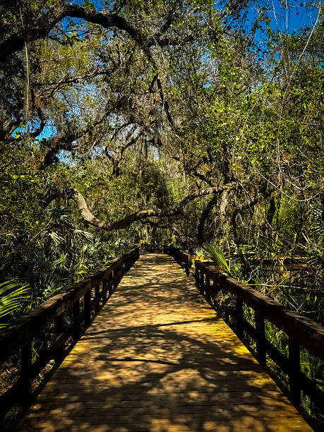 Winding raised pathways through dense Florida brush
