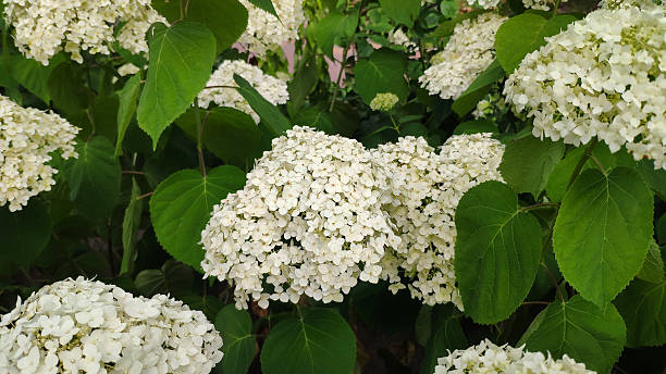 istock White hydrangea flowers with green leaves in the garden 2225225775