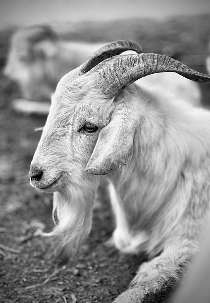 istock Black and White Goat Close-Up 2225226822