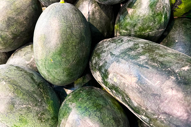 istock Fresh watermelon varieties displayed at a market in the summer 2225228965