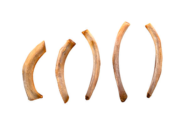 istock Row of thin clean fried pork ribs as leftover isolated on white 2225230065