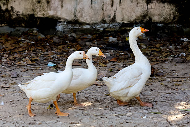 istock The white duck in nature farm thailand 2225230513
