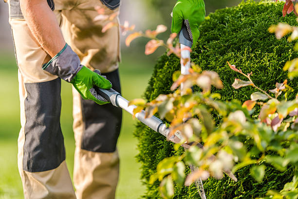 istock Professional Gardener Trimming a Lush Green Bush in a Sunny Backyard While Maintaining Vibrant Landscaping 2225234054