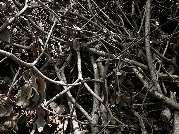 Natural dry leaves. Dead tree branches. nature wallpaper texture background.