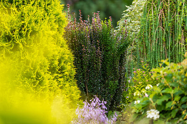 istock Lush Garden Pathway Surrounded by Vibrant Greenery and Flowering Plants in a Tranquil Setting 2225234336
