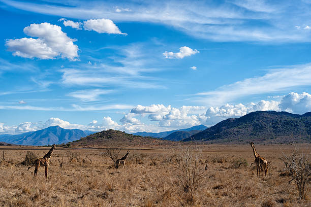 Sweeping prairie landscape extends to distant horizon under vibrant blue sky with scattered white cumulus clouds. Golden-brown grasslands dominate foreground, typical of late summer or early fall in Colorado's eastern plains