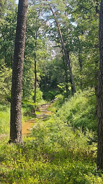 istock A small forest stream winding through lush green vegetation and tall trees on a sunny day 2225236922