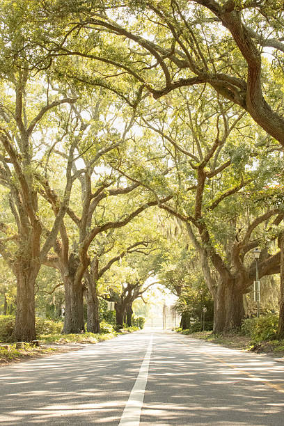 istock Hampton park Charleston South Carolina 2225238260