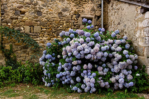 Lush blue hydrangeas bloom beside a rustic stone wall in a peaceful French village