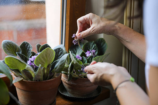 The plant is nestled in a charming, small pot that adds to its cuteness. It sits on a white windowsill, basking in the bright sunlight that enhances its vivid colors. The scene exudes a sense of warmth and natural beauty, highlighting the simple elegance of the violet and a cozy atmosphere of home.
