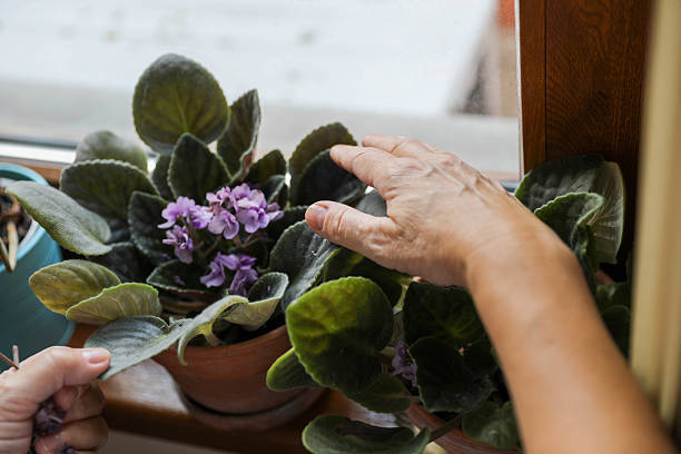 istock Hand Picking Dead Leaves From Violet Plant 2225238693