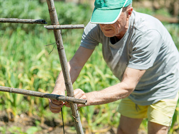 istock Elderly man gardening in a vegetable patch 2225240116