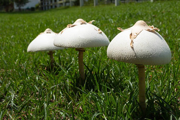 istock Three mushrooms growing in the grass below a fence 2225240337