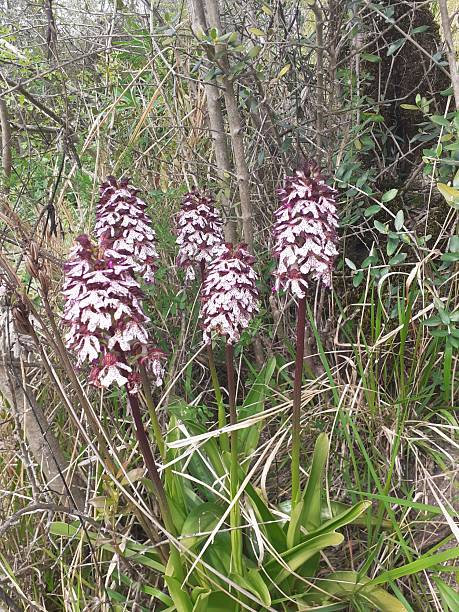 istock Lady orchid bloom in natural habitat 2225243389