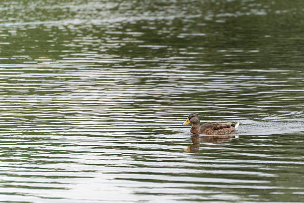 istock Single mallard on calm water. 2225246410