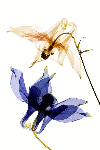 istock Columbine flowers on white background 2225246949