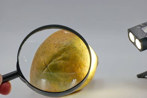 A person examines the texture and surface of a yellow pear using a magnifying glass, illuminated by artificial lights for enhanced visibility and detail observation.