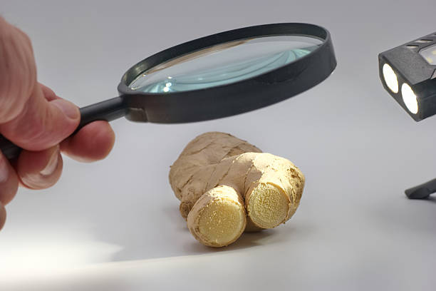 istock Close examination of a fresh ginger root with a magnifying glass and lighting setup for detailed observation 2225247255