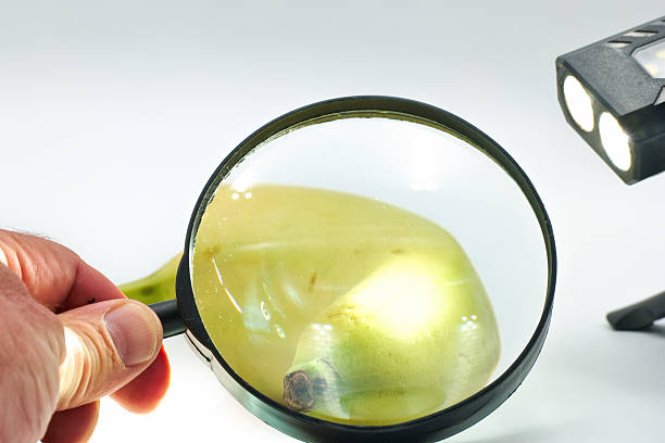 A person examines a banana with a magnifying glass while bright lights illuminate the setting. The close up reveals intricate details of the fruit's surface and texture.