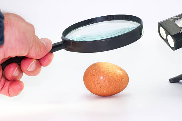 istock Person examining a brown egg with a magnifying glass and flashlight for detailed observation in a controlled setting 2225247307