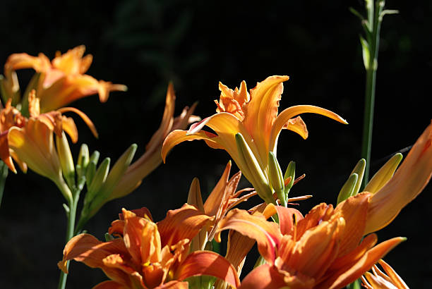 Asphodelaceae.\nSelective focus on daylilies in a flowerbed in Metro Vancouver. \nPlant Hardiness Zone 8b.