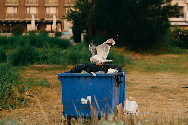 istock A seagull can be seen foraging in a blue dumpster surrounded by urban greenery and life 2225249557