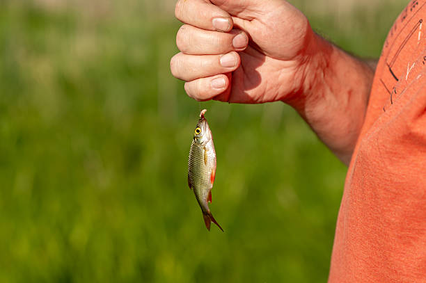 Close-up view of male hand holding tiny fish freshly caught, fishing success in summer outdoors