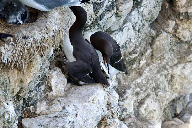 istock guillemot sea bird feeding on a fish 2225250588