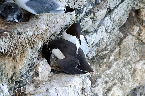 istock guillemot sea bird feeding on a fish 2225250589
