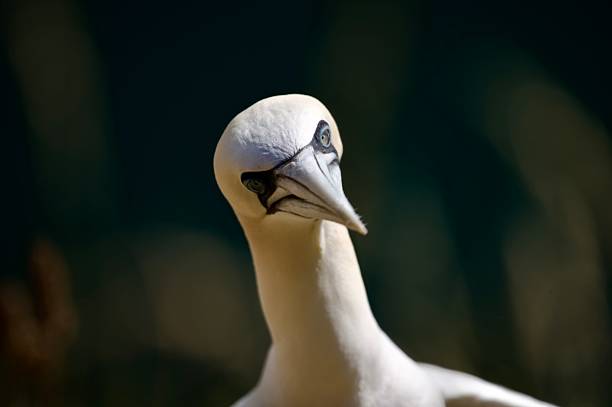 single gannet sea bird head shot