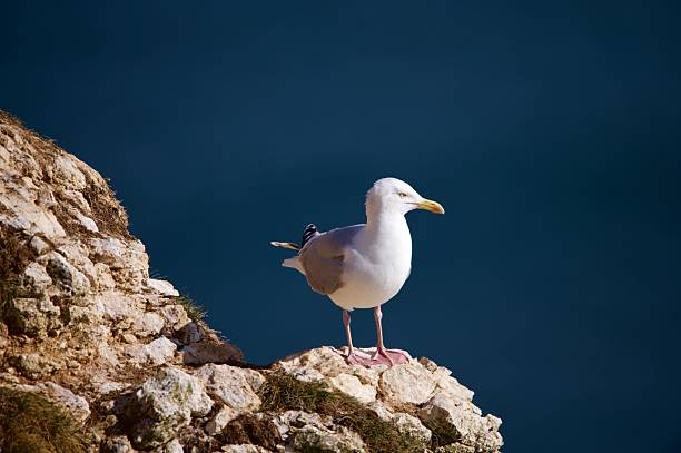 Seagull gazing seaward from rocky ledge with churning surf and alert posture, feathers ruffled, attentive
