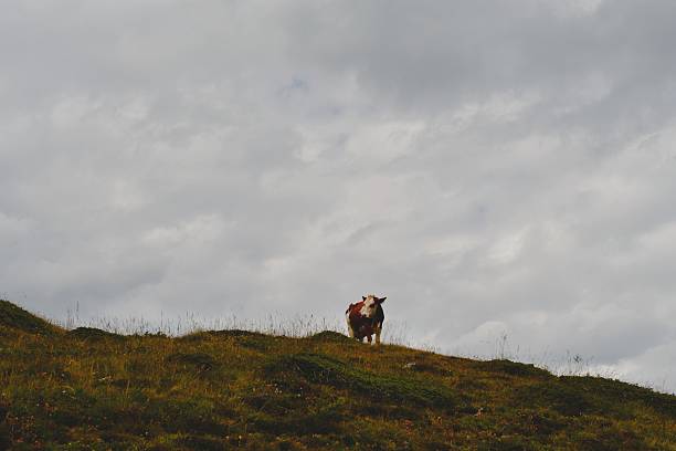 Kühe auf der Weide im Ultental in Südtirol
