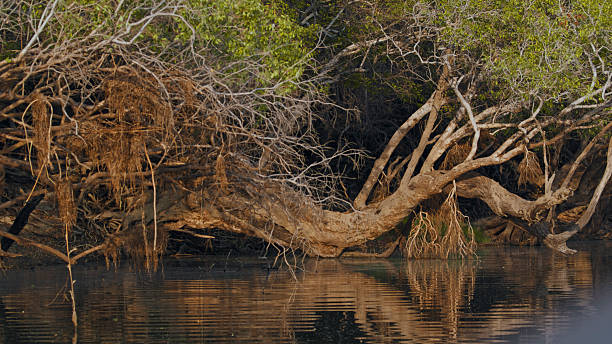 istock Dense Vegetation with Reflections on Calm River Water 2225253689