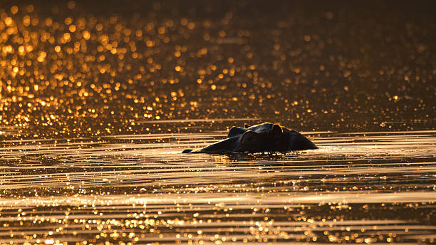 istock Hippo Swimming in Sparkling Golden River at Sunset 2225253690